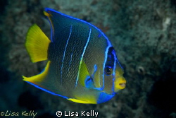 Juvenile Queen Angelfish by Lisa Kelly 